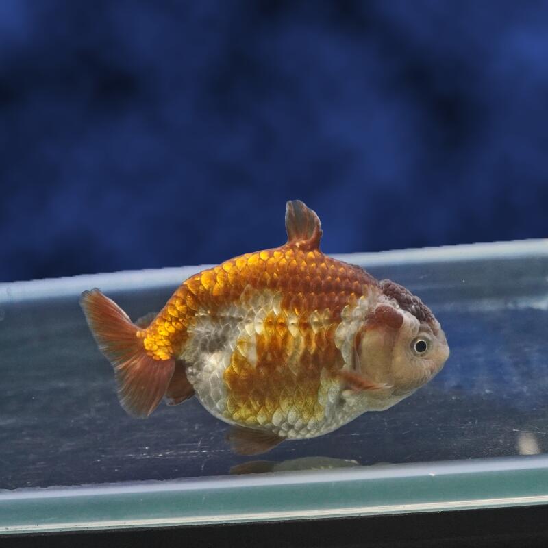【金魚宝典】シャークフィンメノウらんちゅう　明け2才（8cm±）★セレクト個体★
