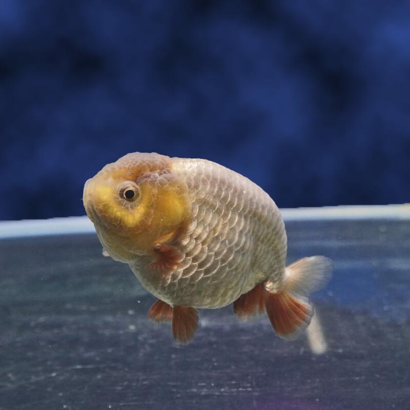 乐天商城 - 【金魚宝典】メノウらんちゅう　明け2才（8cm±）★セレクト個体★
