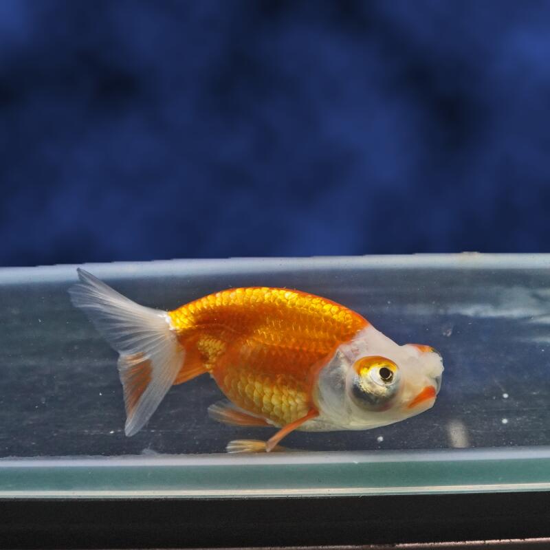 【金魚宝典】頂天花房　2才（9cm±）★セレクト個体★