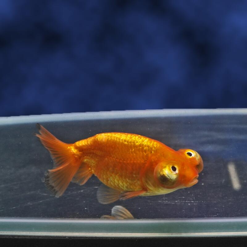 乐天商城 - 【金魚宝典】頂天花房　2才（9cm±）★セレクト個体★