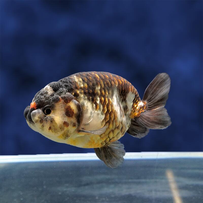 【金魚宝典】墨江戸錦　2才（12.5cm±）★セレクト個体★