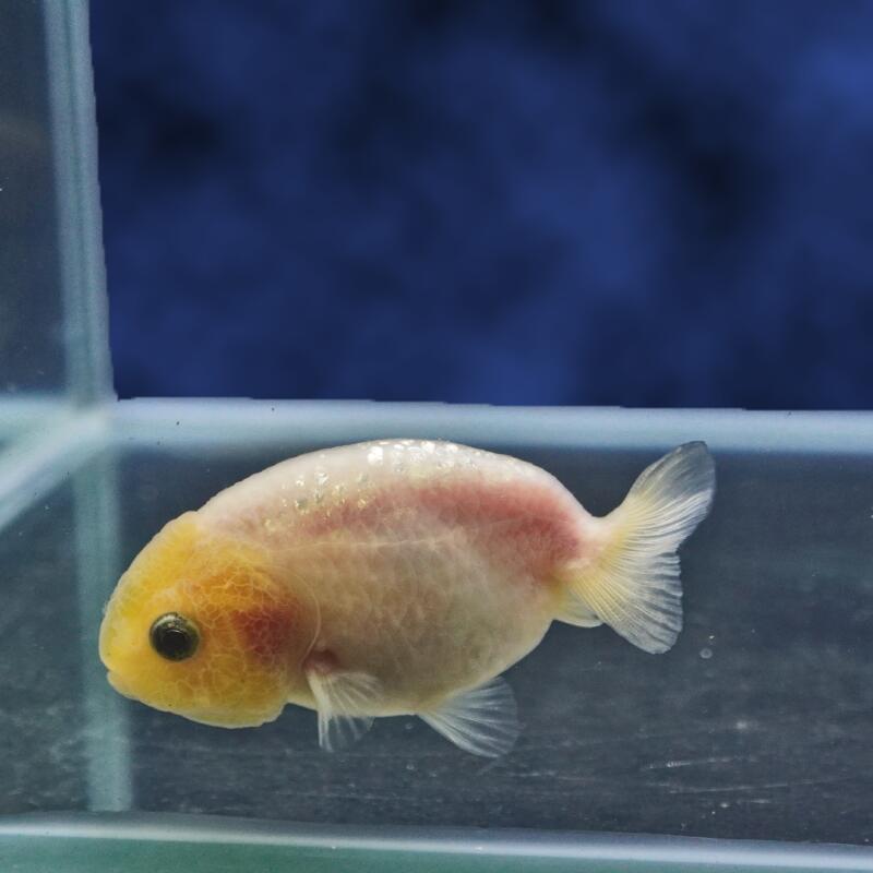 【金魚宝典】ホワイトもみじらんちゅう　明け2才（7.5cm±）★セレクト個体★