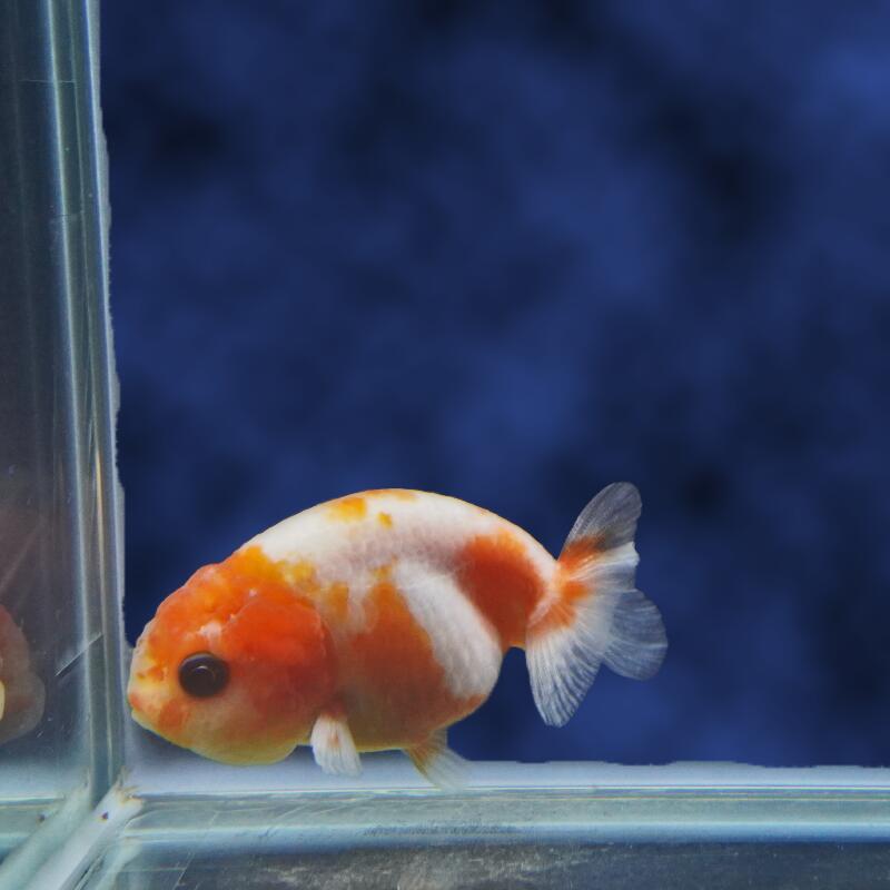 【金魚宝典】もみじらんちゅう　明け2才（7cm±）★セレクト個体★