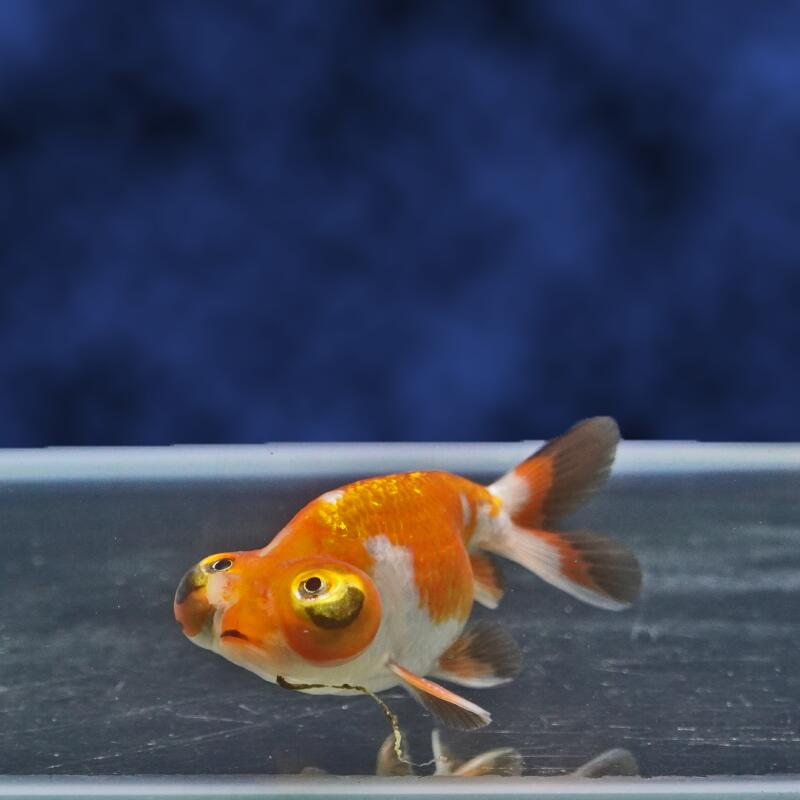【金魚宝典】頂天花房　2才（9cm±）★セレクト個体★