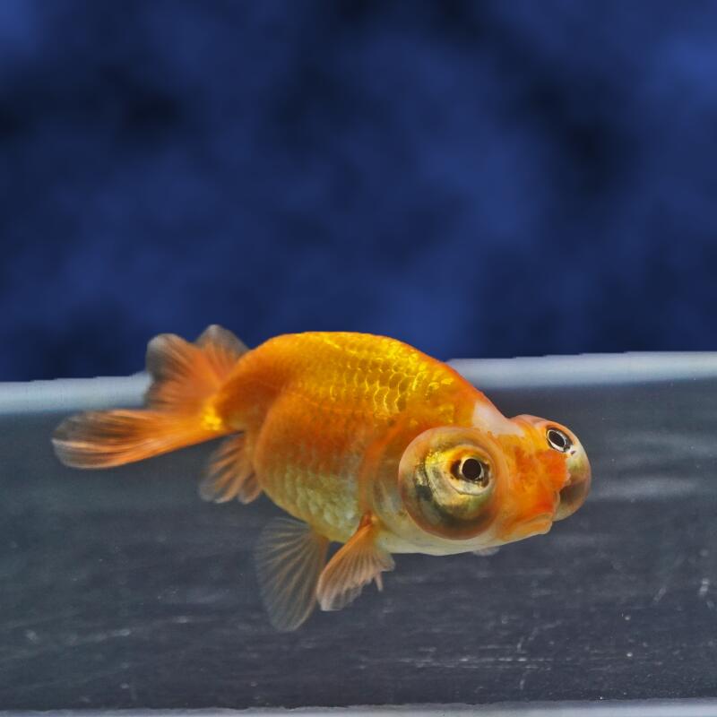 【金魚宝典】頂天花房　2才（8.5cm±）★セレクト個体★
