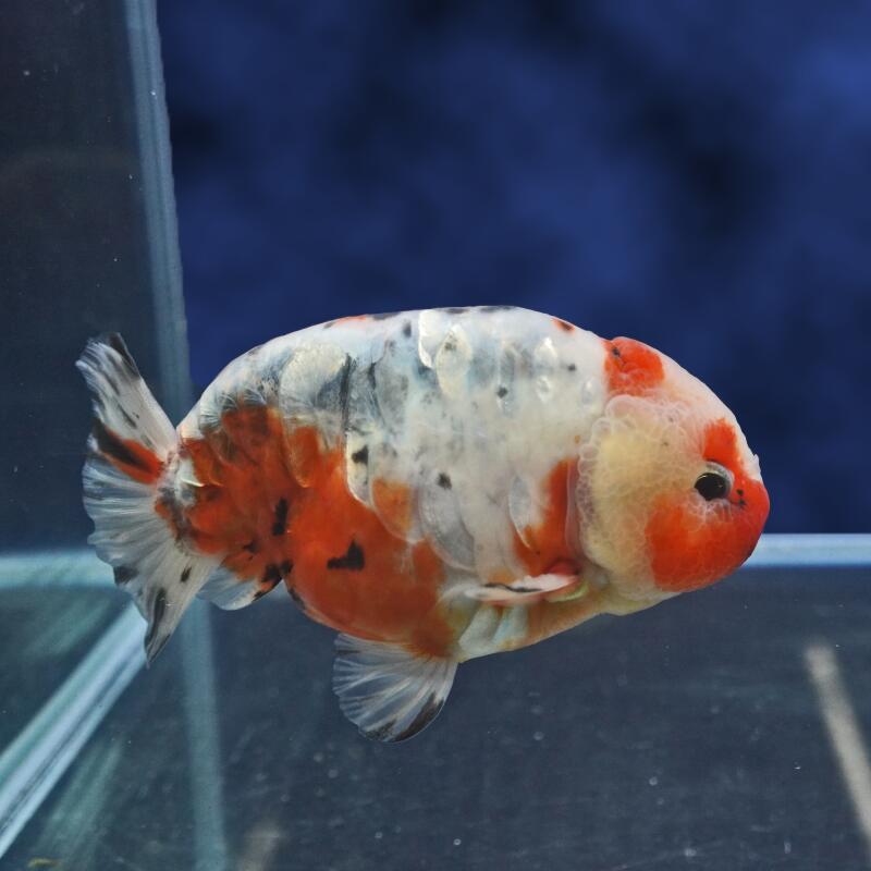 【金魚宝典】ドラゴンスケール江戸錦　2才（11.5cm±）★大変珍しいタイプです！　高級セレクト個体★