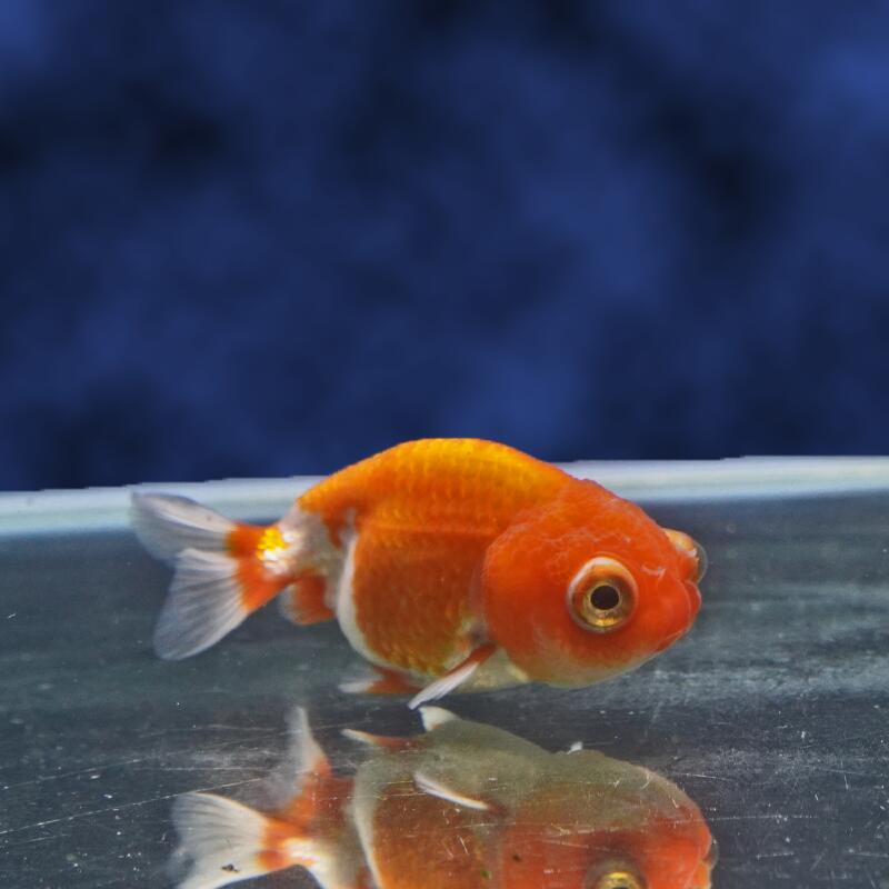 【金魚宝典】出目らんちゅう　2才（8.5cm±）★セレクト個体★