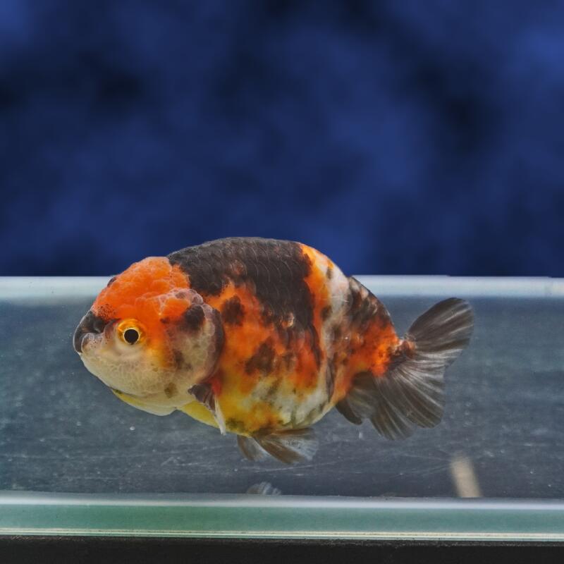【金魚宝典】墨江戸錦　明け2才（9cm±）★セレクト個体★