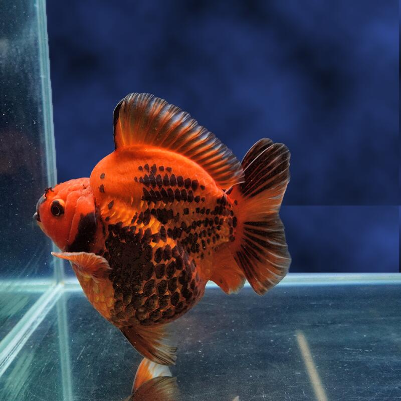 Rakuten - 【金魚宝典】虎ダルマ琉金 　2才（13cm±）★セレクト個体★