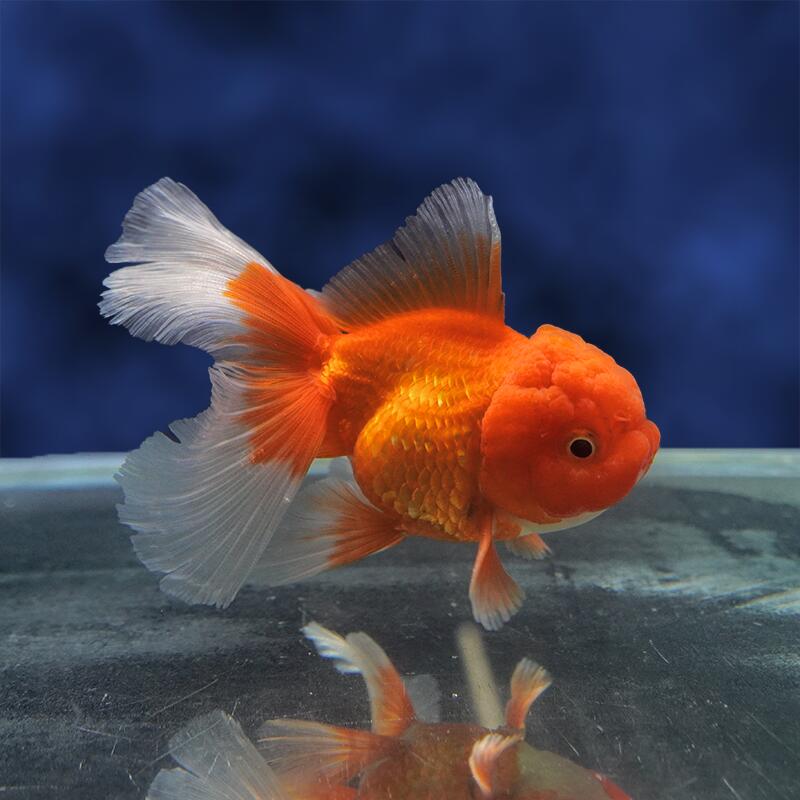 楽天市場】金魚ジャンボオランダの通販