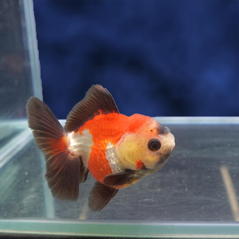 魚の種類 オランダ獅子頭 水質 中性〜弱アルカリ性 えさ 生き餌、人工飼料、冷凍の餌 水の温度 〜28°C 出荷サイズ 9cm± 最大サイズ 〜30cm 飼育難度 普通 備考 ヒレにマクレ・ヨレ・亀裂など、若干ある場合がございます。 予めご了承下さい。お魚のご案内&nbsp;飼育する水槽を大きくして水の量を多くすることにより、水質が安定し、&nbsp;金魚の状態を良好に保つことができます。&nbsp;金魚は非常に大食漢ですが、&nbsp;餌を多く与えすぎると、消化不良、転覆病などの病気になりやすくなります。&nbsp;高級金魚の美しい体型を維持し、水質悪化を防ぐためにも、&nbsp;餌はなるべく少量ずつこまめに与えた方が良いでしょう。&nbsp;特に冬は水温が低くなり、金魚の活動が鈍くなるので、&nbsp;餌の量は少なめにした方が良いでしょう。なお、ご不明の点がありましたら、お気軽にお電話下さい。※お問い合わせの際は、商品名上に記載の個体番号をお伝えください。&nbsp;