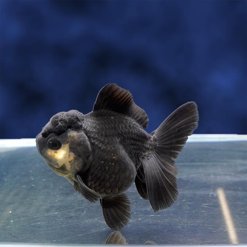 楽天市場】金魚 オランダ 獅子頭 10センチの通販
