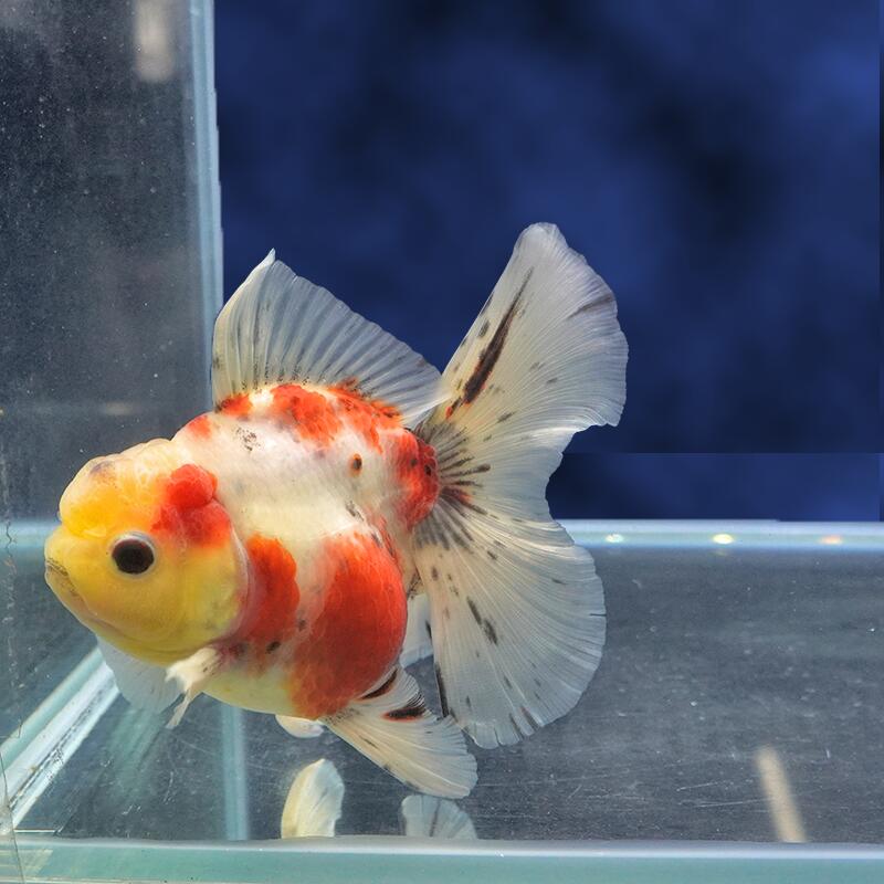 Goldfishes - 【金魚宝典】ローズテールオランダ　明け2才（12cm±）★セレクト個体★