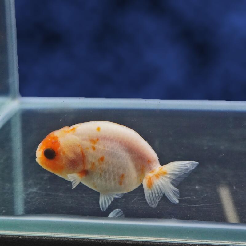【金魚宝典】もみじらんちゅう　明け2才（7.5cm±）★セレクト個体★
