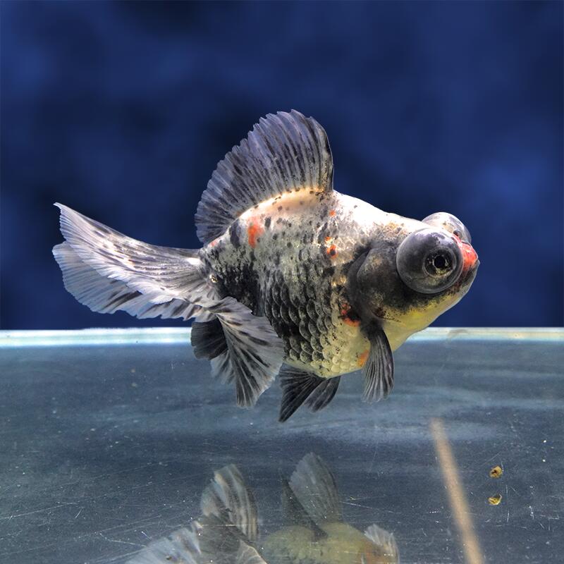 【金魚宝典】キリン三色蝶尾　2才（13.5cm±）★セレクト個体★