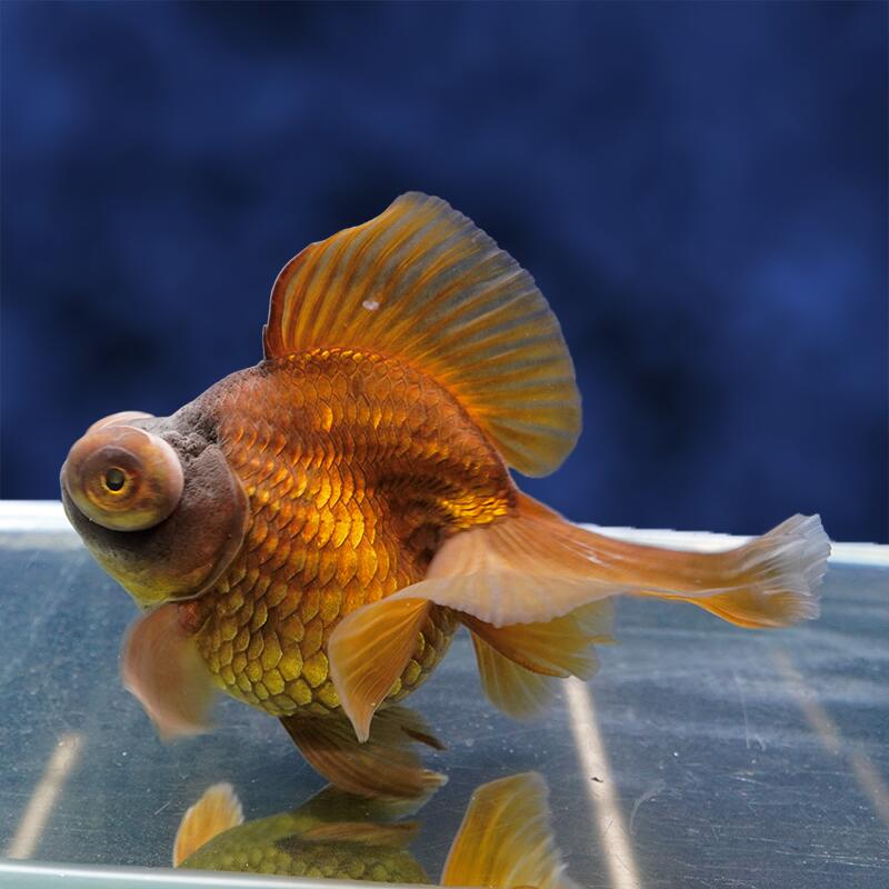 魚の種類 蝶尾 水質 中性〜弱アルカリ性 えさ 生き餌、人工飼料、冷凍の餌 水の温度 〜28°C 出荷サイズ 16.5cm± 最大サイズ 〜25cm 飼育難度 普通 備考 ヒレにマクレ・ヨレ・亀裂など、若干ある場合がございます。 予めご了承下さい。 ※本個体は、尾ビレにややクセがありますので、よくご確認の上お求めください。お魚のご案内&nbsp;飼育する水槽を大きくして水の量を多くすることにより、水質が安定し、&nbsp;金魚の状態を良好に保つことができます。&nbsp;金魚は非常に大食漢ですが、&nbsp;餌を多く与えすぎると、消化不良、転覆病などの病気になりやすくなります。&nbsp;高級金魚の美しい体型を維持し、水質悪化を防ぐためにも、&nbsp;餌はなるべく少量ずつこまめに与えた方が良いでしょう。&nbsp;特に冬は水温が低くなり、金魚の活動が鈍くなるので、&nbsp;餌の量は少なめにした方が良いでしょう。なお、ご不明の点がありましたら、お気軽にお電話下さい。※お問い合わせの際は、商品名上に記載の個体番号をお伝えください。&nbsp;