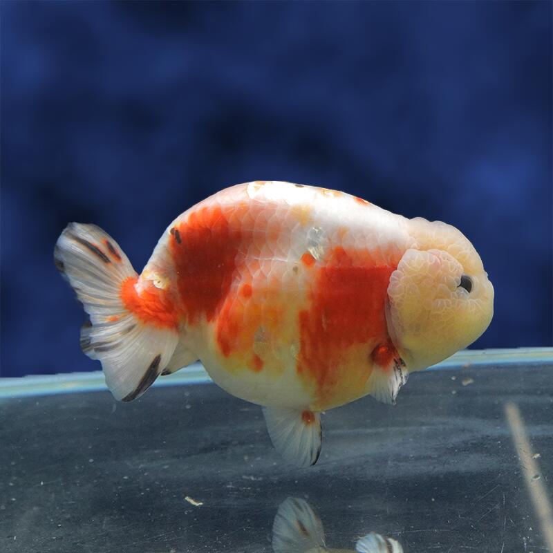 魚の種類 らんちゅう 水質 中性〜弱アルカリ性 えさ 生き餌、人工飼料、冷凍の餌 水の温度 〜28°C 出荷サイズ 15cm± 最大サイズ 〜25cm 飼育難度 普通 備考 ヒレにマクレ・ヨレ・亀裂など、若干ある場合がございます。 予めご了承下さい。お魚のご案内&nbsp;飼育する水槽を大きくして水の量を多くすることにより、水質が安定し、&nbsp;金魚の状態を良好に保つことができます。&nbsp;金魚は非常に大食漢ですが、&nbsp;餌を多く与えすぎると、消化不良、転覆病などの病気になりやすくなります。&nbsp;高級金魚の美しい体型を維持し、水質悪化を防ぐためにも、&nbsp;餌はなるべく少量ずつこまめに与えた方が良いでしょう。&nbsp;特に冬は水温が低くなり、金魚の活動が鈍くなるので、&nbsp;餌の量は少なめにした方が良いでしょう。なお、ご不明の点がありましたら、お気軽にお電話下さい。※お問い合わせの際は、商品名上に記載の個体番号をお伝えください。&nbsp;