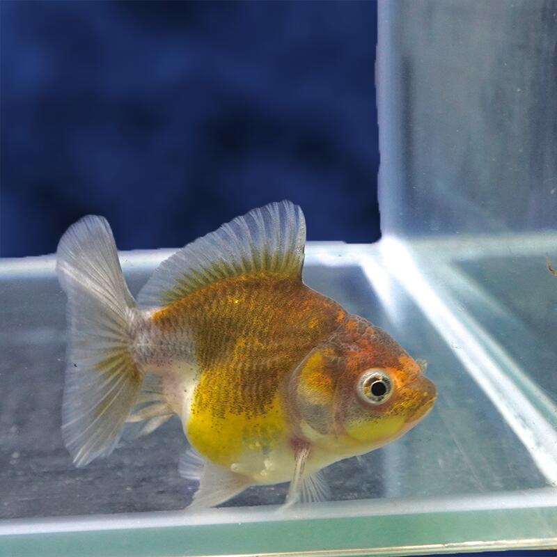 魚の種類 オランダ獅子頭 水質 中性〜弱アルカリ性 えさ 生き餌、人工飼料、冷凍の餌 水の温度 〜28°C 出荷サイズ 7.5cm± 最大サイズ 〜30cm 飼育難度 普通 備考 ヒレにマクレ・ヨレ・亀裂など、若干ある場合がございます。 また、魚がまだ若いため、柄と体型が変わる場合があります。 なお、白黒系の魚は黒が抜ける可能性もありますので、 予めご了承下さい。お魚のご案内&nbsp;飼育する水槽を大きくして水の量を多くすることにより、水質が安定し、&nbsp;金魚の状態を良好に保つことができます。&nbsp;金魚は非常に大食漢ですが、&nbsp;餌を多く与えすぎると、消化不良、転覆病などの病気になりやすくなります。&nbsp;高級金魚の美しい体型を維持し、水質悪化を防ぐためにも、&nbsp;餌はなるべく少量ずつこまめに与えた方が良いでしょう。&nbsp;特に冬は水温が低くなり、金魚の活動が鈍くなるので、&nbsp;餌の量は少なめにした方が良いでしょう。なお、ご不明の点がありましたら、お気軽にお電話下さい。※お問い合わせの際は、商品名上に記載の個体番号をお伝えください。&nbsp;