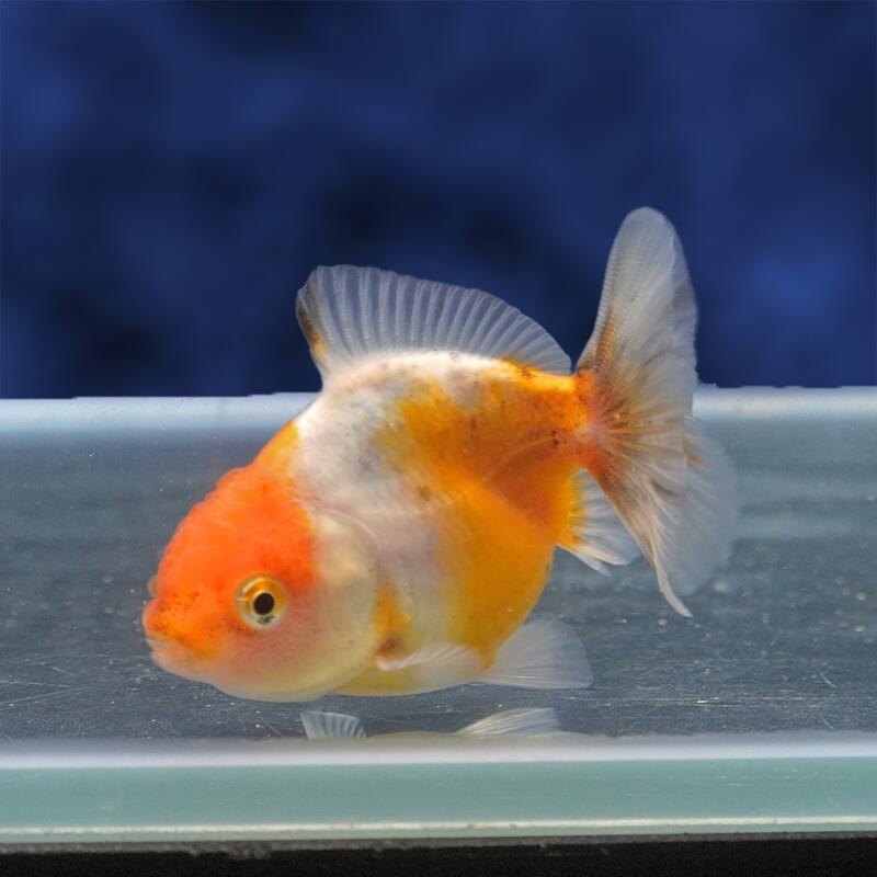 【金魚宝典】キャリコショートテールオランダ　当才（7.5cm±）★セレクト個体★