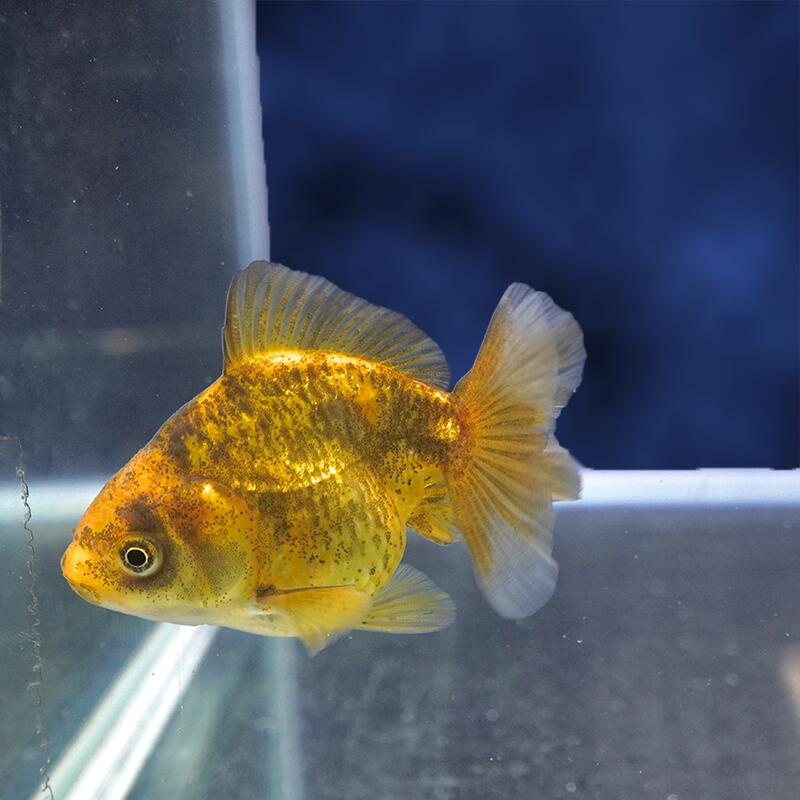 魚の種類 オランダ獅子頭 水質 中性〜弱アルカリ性 えさ 生き餌、人工飼料、冷凍の餌 水の温度 〜28°C 出荷サイズ 7cm± 最大サイズ 〜30cm 飼育難度 普通 備考 ヒレにマクレ・ヨレ・亀裂など、若干ある場合がございます。 また、魚がまだ若いため、柄と体型が変わる場合があります。 なお、白黒系の魚は黒が抜ける可能性もありますので、 予めご了承下さい。お魚のご案内&nbsp;飼育する水槽を大きくして水の量を多くすることにより、水質が安定し、&nbsp;金魚の状態を良好に保つことができます。&nbsp;金魚は非常に大食漢ですが、&nbsp;餌を多く与えすぎると、消化不良、転覆病などの病気になりやすくなります。&nbsp;高級金魚の美しい体型を維持し、水質悪化を防ぐためにも、&nbsp;餌はなるべく少量ずつこまめに与えた方が良いでしょう。&nbsp;特に冬は水温が低くなり、金魚の活動が鈍くなるので、&nbsp;餌の量は少なめにした方が良いでしょう。なお、ご不明の点がありましたら、お気軽にお電話下さい。※お問い合わせの際は、商品名上に記載の個体番号をお伝えください。&nbsp;