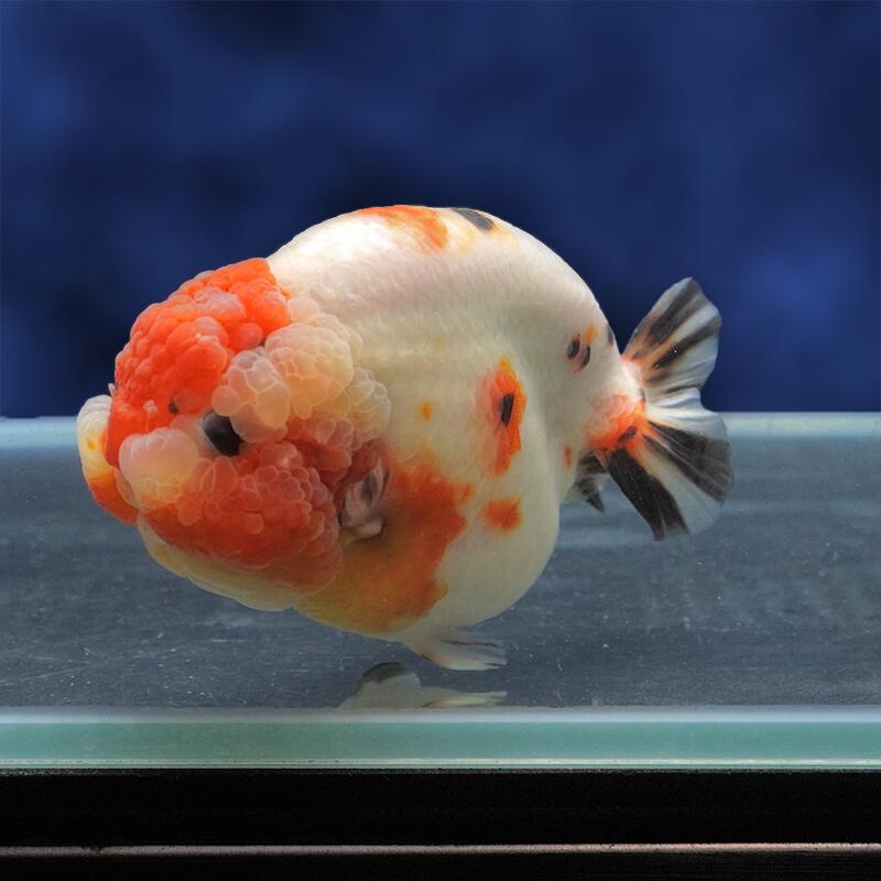 魚の種類 らんちゅう 水質 中性〜弱アルカリ性 えさ 生き餌、人工飼料、冷凍の餌 水の温度 〜28°C 出荷サイズ 13cm± 最大サイズ 〜25cm 飼育難度 普通 備考 ヒレにマクレ・ヨレ・亀裂など、若干ある場合がございます。 予めご了承下さい。お魚のご案内&nbsp;飼育する水槽を大きくして水の量を多くすることにより、水質が安定し、&nbsp;金魚の状態を良好に保つことができます。&nbsp;金魚は非常に大食漢ですが、&nbsp;餌を多く与えすぎると、消化不良、転覆病などの病気になりやすくなります。&nbsp;高級金魚の美しい体型を維持し、水質悪化を防ぐためにも、&nbsp;餌はなるべく少量ずつこまめに与えた方が良いでしょう。&nbsp;特に冬は水温が低くなり、金魚の活動が鈍くなるので、&nbsp;餌の量は少なめにした方が良いでしょう。なお、ご不明の点がありましたら、お気軽にお電話下さい。※お問い合わせの際は、商品名上に記載の個体番号をお伝えください。&nbsp;