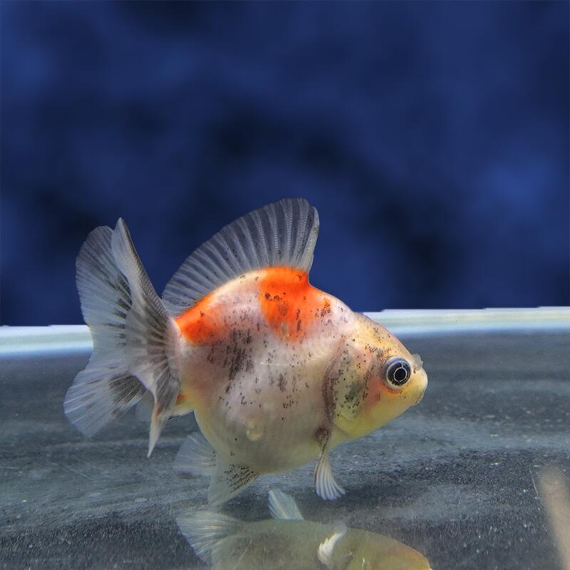 魚の種類 オランダ獅子頭 水質 中性〜弱アルカリ性 えさ 生き餌、人工飼料、冷凍の餌 水の温度 〜28°C 出荷サイズ 7cm± 最大サイズ 〜30cm 飼育難度 普通 備考 ヒレにマクレ・ヨレ・亀裂など、若干ある場合がございます。 また、魚がまだ若いため、柄と体型が変わる場合があります。 なお、白黒系の魚は黒が抜ける可能性もありますので、 予めご了承下さい。お魚のご案内&nbsp;飼育する水槽を大きくして水の量を多くすることにより、水質が安定し、&nbsp;金魚の状態を良好に保つことができます。&nbsp;金魚は非常に大食漢ですが、&nbsp;餌を多く与えすぎると、消化不良、転覆病などの病気になりやすくなります。&nbsp;高級金魚の美しい体型を維持し、水質悪化を防ぐためにも、&nbsp;餌はなるべく少量ずつこまめに与えた方が良いでしょう。&nbsp;特に冬は水温が低くなり、金魚の活動が鈍くなるので、&nbsp;餌の量は少なめにした方が良いでしょう。なお、ご不明の点がありましたら、お気軽にお電話下さい。※お問い合わせの際は、商品名上に記載の個体番号をお伝えください。&nbsp;
