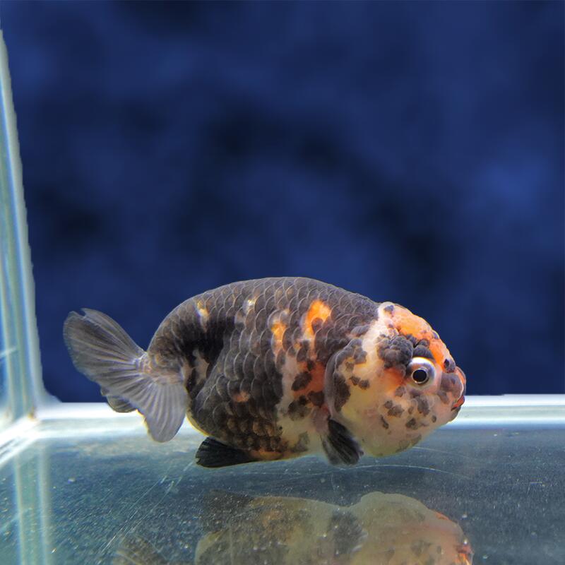 魚の種類 らんちゅう 水質 中性〜弱アルカリ性 えさ 生き餌、人工飼料、冷凍の餌 水の温度 〜28°C 出荷サイズ 9cm± 最大サイズ 〜25cm 飼育難度 普通 備考 ヒレにマクレ・ヨレ・亀裂など、若干ある場合がございます。 予めご了承下さい。お魚のご案内&nbsp;飼育する水槽を大きくして水の量を多くすることにより、水質が安定し、&nbsp;金魚の状態を良好に保つことができます。&nbsp;金魚は非常に大食漢ですが、&nbsp;餌を多く与えすぎると、消化不良、転覆病などの病気になりやすくなります。&nbsp;高級金魚の美しい体型を維持し、水質悪化を防ぐためにも、&nbsp;餌はなるべく少量ずつこまめに与えた方が良いでしょう。&nbsp;特に冬は水温が低くなり、金魚の活動が鈍くなるので、&nbsp;餌の量は少なめにした方が良いでしょう。なお、ご不明の点がありましたら、お気軽にお電話下さい。※お問い合わせの際は、商品名上に記載の個体番号をお伝えください。&nbsp;