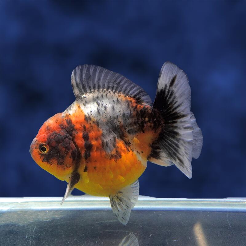魚の種類 オランダ獅子頭 水質 中性〜弱アルカリ性 えさ 生き餌、人工飼料、冷凍の餌 水の温度 〜28°C 出荷サイズ 10.5cm± 最大サイズ 〜30cm 飼育難度 普通 備考 ヒレにマクレ・ヨレ・亀裂など、若干ある場合がございます。 また、魚がまだ若いため、柄と体型が変わる場合があります。 なお、白黒系の魚は黒が抜ける可能性もありますので、 予めご了承下さい。お魚のご案内&nbsp;飼育する水槽を大きくして水の量を多くすることにより、水質が安定し、&nbsp;金魚の状態を良好に保つことができます。&nbsp;金魚は非常に大食漢ですが、&nbsp;餌を多く与えすぎると、消化不良、転覆病などの病気になりやすくなります。&nbsp;高級金魚の美しい体型を維持し、水質悪化を防ぐためにも、&nbsp;餌はなるべく少量ずつこまめに与えた方が良いでしょう。&nbsp;特に冬は水温が低くなり、金魚の活動が鈍くなるので、&nbsp;餌の量は少なめにした方が良いでしょう。なお、ご不明の点がありましたら、お気軽にお電話下さい。※お問い合わせの際は、商品名上に記載の個体番号をお伝えください。&nbsp;