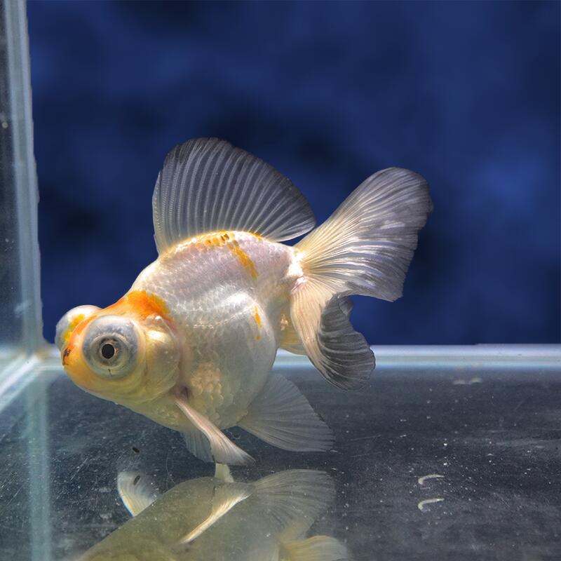 魚の種類 蝶尾 水質 中性〜弱アルカリ性 えさ 生き餌、人工飼料、冷凍の餌 水の温度 〜28°C 出荷サイズ 11.5cm± 最大サイズ 〜25cm 飼育難度 普通 備考 ヒレにマクレ・ヨレ・亀裂など、若干ある場合がございます。 予めご了承下さい。お魚のご案内&nbsp;飼育する水槽を大きくして水の量を多くすることにより、水質が安定し、&nbsp;金魚の状態を良好に保つことができます。&nbsp;金魚は非常に大食漢ですが、&nbsp;餌を多く与えすぎると、消化不良、転覆病などの病気になりやすくなります。&nbsp;高級金魚の美しい体型を維持し、水質悪化を防ぐためにも、&nbsp;餌はなるべく少量ずつこまめに与えた方が良いでしょう。&nbsp;特に冬は水温が低くなり、金魚の活動が鈍くなるので、&nbsp;餌の量は少なめにした方が良いでしょう。なお、ご不明の点がありましたら、お気軽にお電話下さい。※お問い合わせの際は、商品名上に記載の個体番号をお伝えください。&nbsp;