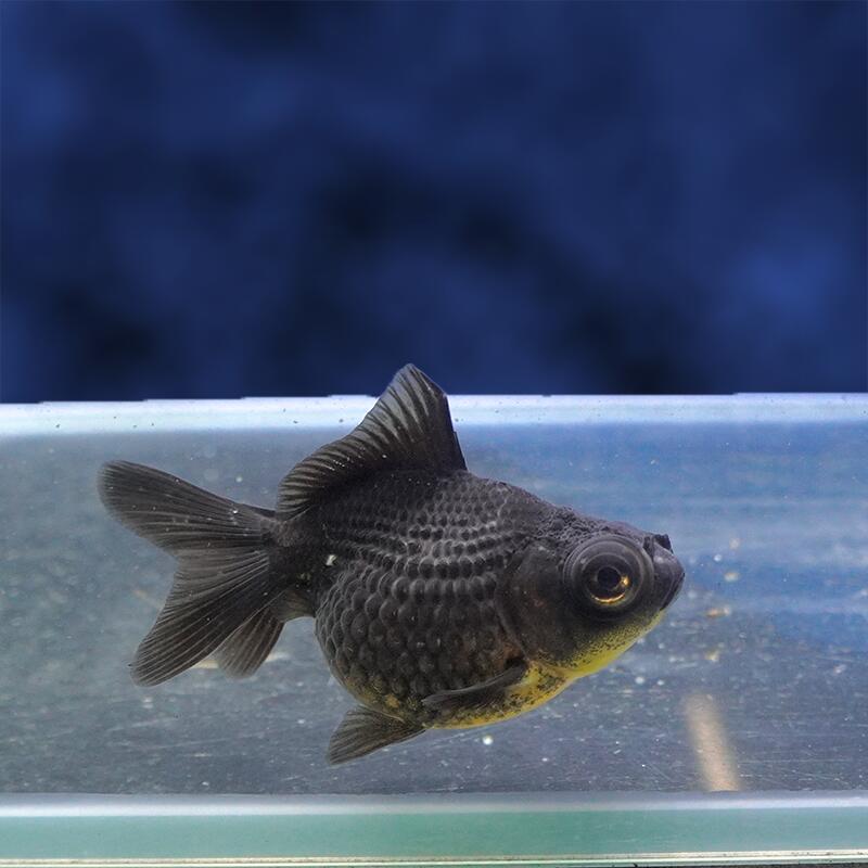 楽天市場】白黒 金魚の通販