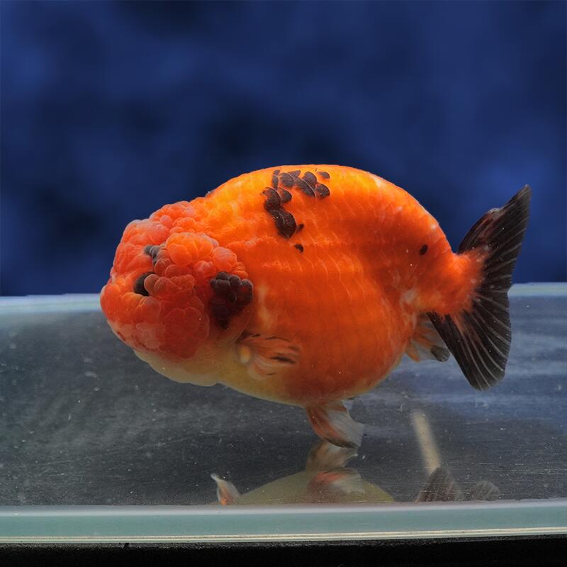 アクリル　アート 楽 もみじ ヘッドホン らんちゅう 縁起物 金魚 ランチュウ 楽天市場】もみじらんちゅうの通販