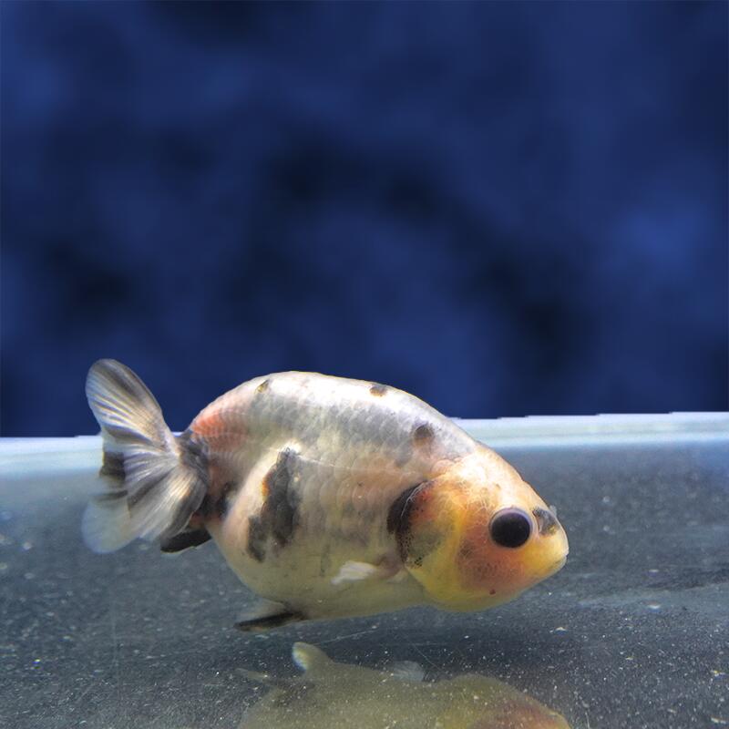 楽天市場】白 らんちゅう（種（観賞魚）金魚）（熱帯魚・アクアリウム