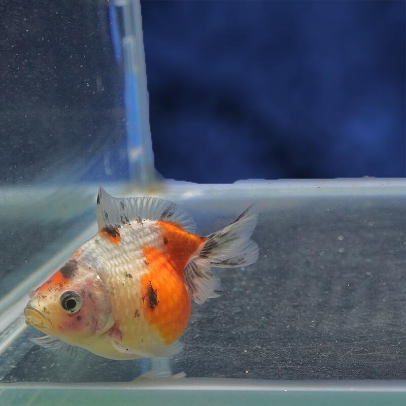 魚の種類 ピンポンパール 水質 中性〜弱アルカリ性 えさ 生き餌、人工飼料、冷凍の餌 水の温度 〜28°C 出荷サイズ 7.5cm± 最大サイズ 〜20cm 飼育難度 普通 備考 ヒレにマクレ・ヨレ・亀裂など、若干ある場合がございます。また、魚がまだ若いため、柄と体型が変わる場合があります。 なお、白黒系の魚は黒が抜ける可能性もありますので、予めご了承下さい。お魚のご案内&nbsp;飼育する水槽を大きくして水の量を多くすることにより、水質が安定し、&nbsp;金魚の状態を良好に保つことができます。&nbsp;金魚は非常に大食漢ですが、&nbsp;餌を多く与えすぎると、消化不良、転覆病などの病気になりやすくなります。&nbsp;高級金魚の美しい体型を維持し、水質悪化を防ぐためにも、&nbsp;餌はなるべく少量ずつこまめに与えた方が良いでしょう。&nbsp;特に冬は水温が低くなり、金魚の活動が鈍くなるので、&nbsp;餌の量は少なめにした方が良いでしょう。なお、ご不明の点がありましたら、お気軽にお電話下さい。※お問い合わせの際は、商品名上に記載の個体番号をお伝えください。&nbsp;