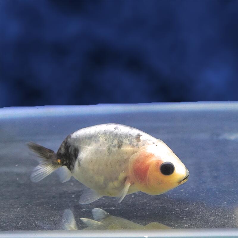 楽天市場】白 らんちゅう（観賞魚｜熱帯魚・アクアリウム）：ペット
