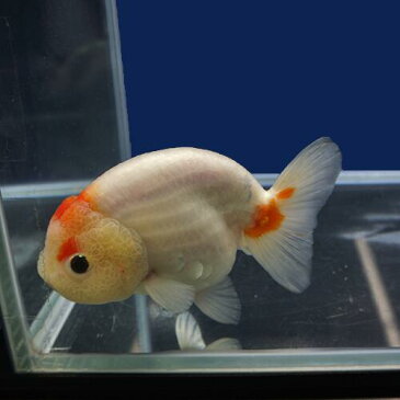 【金魚宝典】桜錦 2才(13.5cm±)★月間セール品です! セレクト個体★