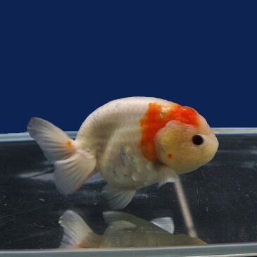 【金魚宝典】桜錦 2才(13.5cm±)★月間セール品です! セレクト個体★