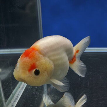 【金魚宝典】桜錦 2才(13.5cm±)★月間セール品です! セレクト個体★