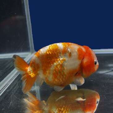 【金魚宝典】桜錦(三ツ尾) 2才(11.5cm±)★セレクト個体★