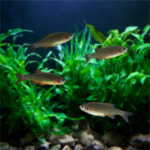 【金魚宝典】ミクロラスボラ・ハナビ★10匹セット★☆スタッフセレクト個体☆