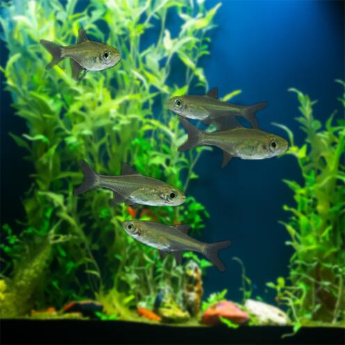 【金魚宝典】ミクロラスボラ・ブルーネオン★5匹セット★☆スタッフセレクト個体☆