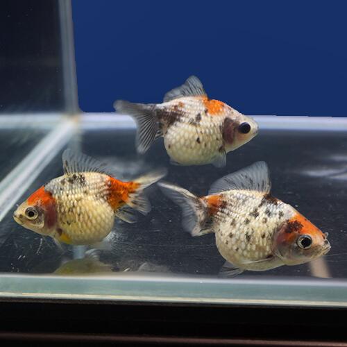 【金魚宝典】キャリコピンポンパール 当才（6.5cm±）5匹セット☆スタッフがセレクトします！☆