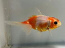 桜アズマ 2番 全長約9.5センチ 金魚 kingyo 金魚生体 きんぎょ