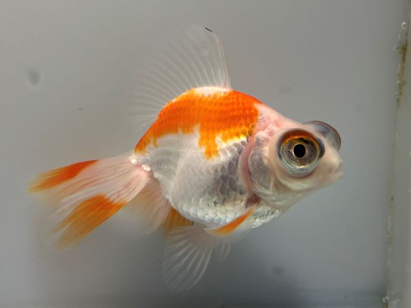 サラサ蝶尾　3番　全長約10センチ 金魚 kingyo 金魚生体 きんぎょ