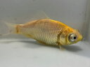 黄金柳デメキン 1番 全長約11センチ 金魚 kingyo 金魚生体 きんぎょ