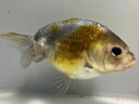 江戸錦 1番 全長約11センチ 金魚 kingyo 金魚生体 きんぎょ