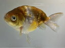 江戸錦 2番 全長約11センチ 金魚 kingyo 金魚生体 きんぎょ