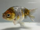 江戸錦 3番 全長約11センチ 金魚 kingyo 金魚生体 きんぎょ