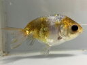 江戸錦 5番 全長約11センチ 金魚 kingyo 金魚生体 きんぎょ