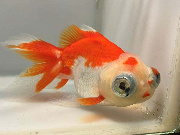 中国龍眼オランダ　1番　全長約12.5センチ　金魚 kingyo 金魚生体 きんぎょ
