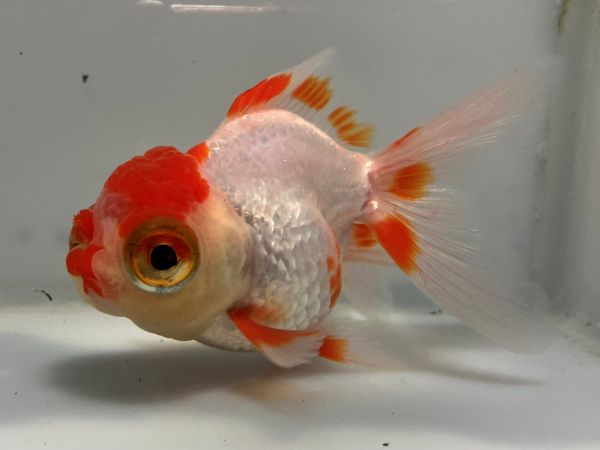中国龍眼オランダ　3番　全長約11センチ　金魚 kingyo 金魚生体 きんぎょ